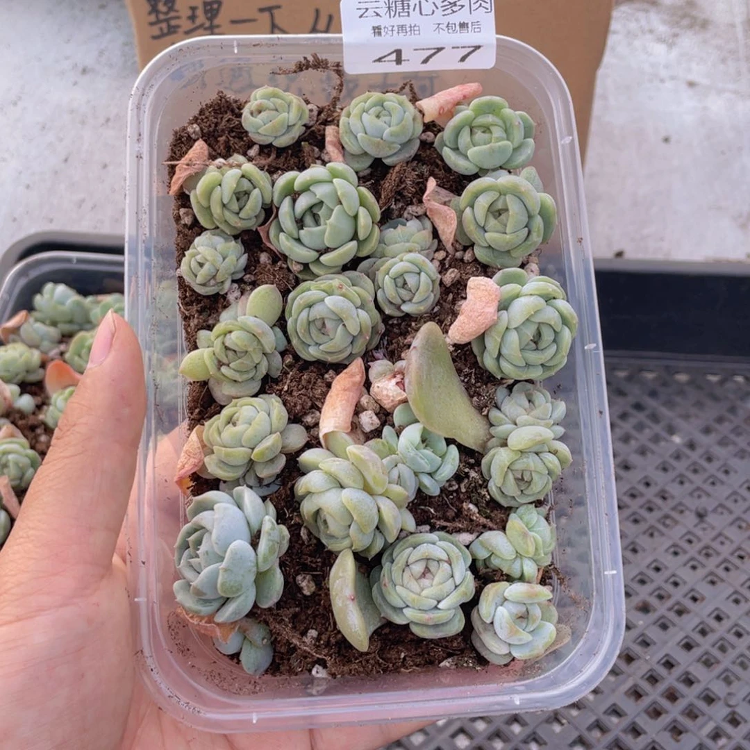 云糖心多肉植物477