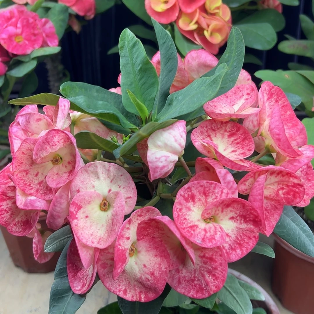 db12泰国大花虎刺梅