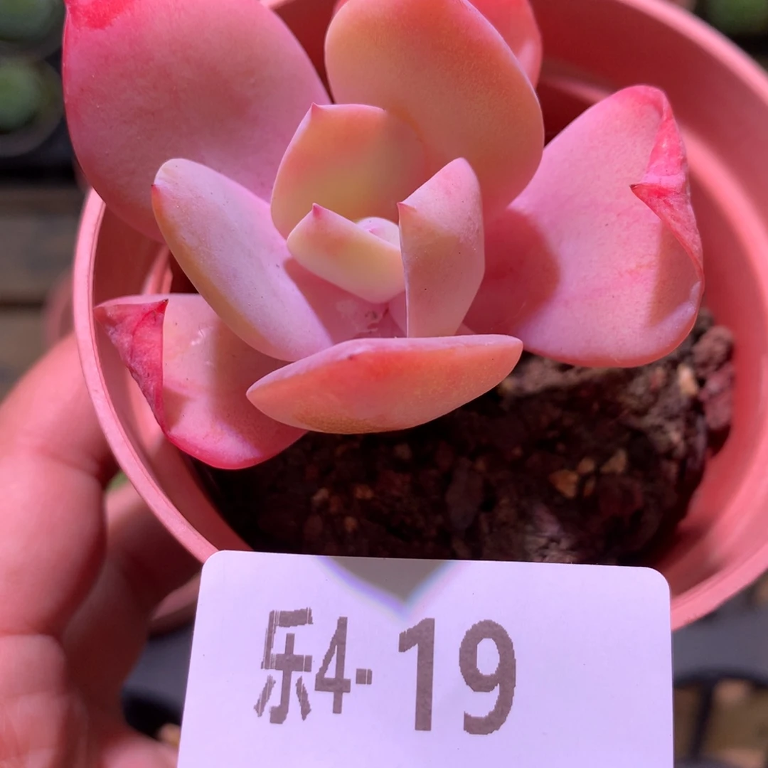 乐然 4-19 白凤单头