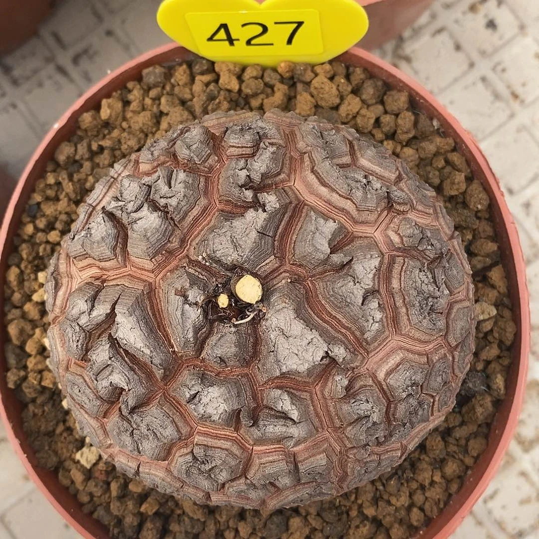 9.3 cm南非龟甲龙龟甲龙