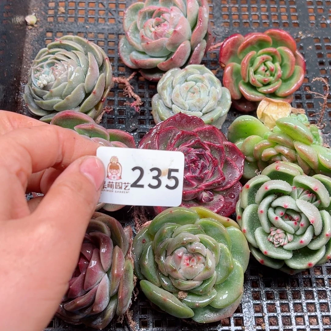 可*多肉植物多肉植物