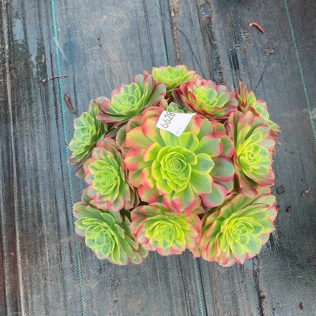 用****96628奶白多肉多肉