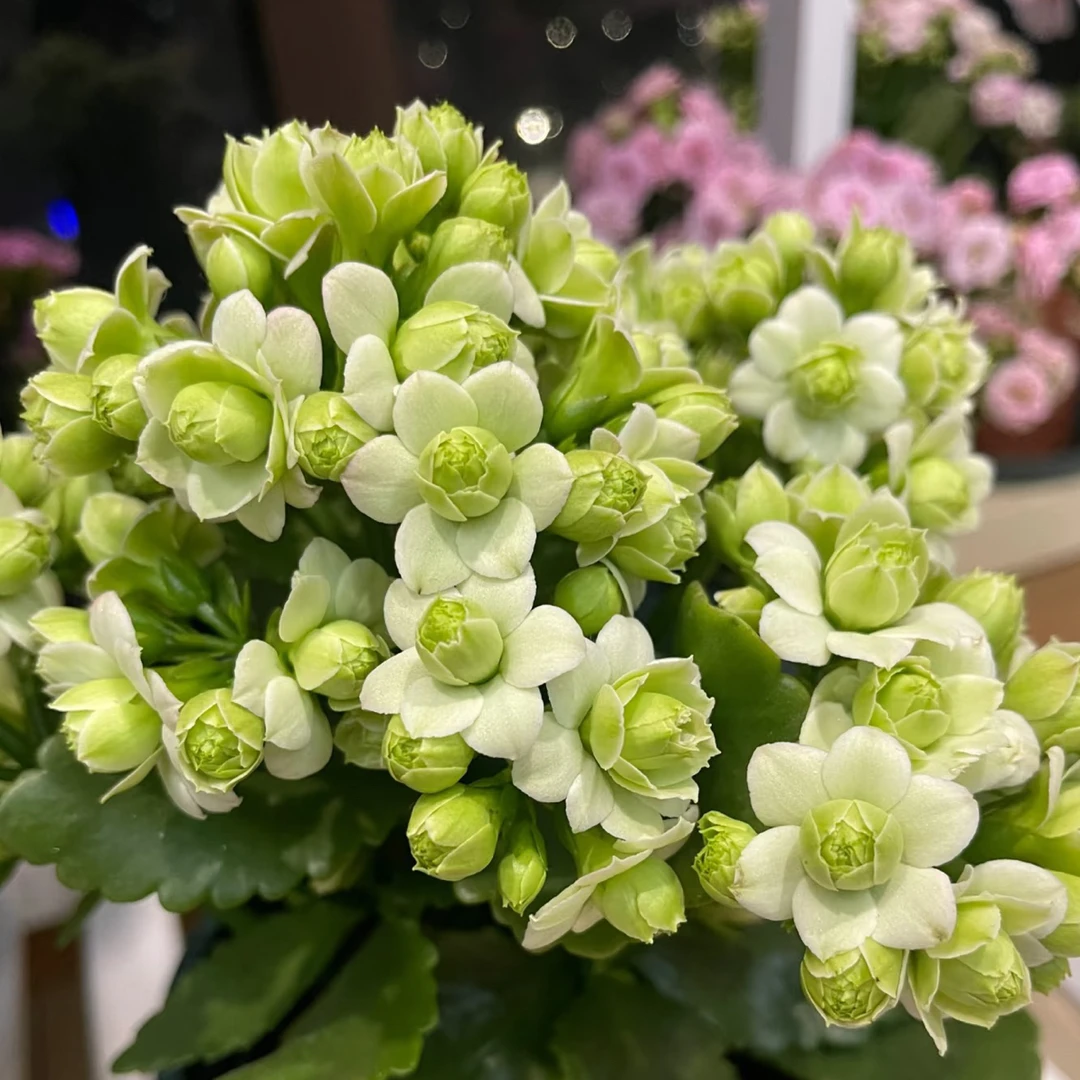 【绿巴黎】重瓣稀有长寿花