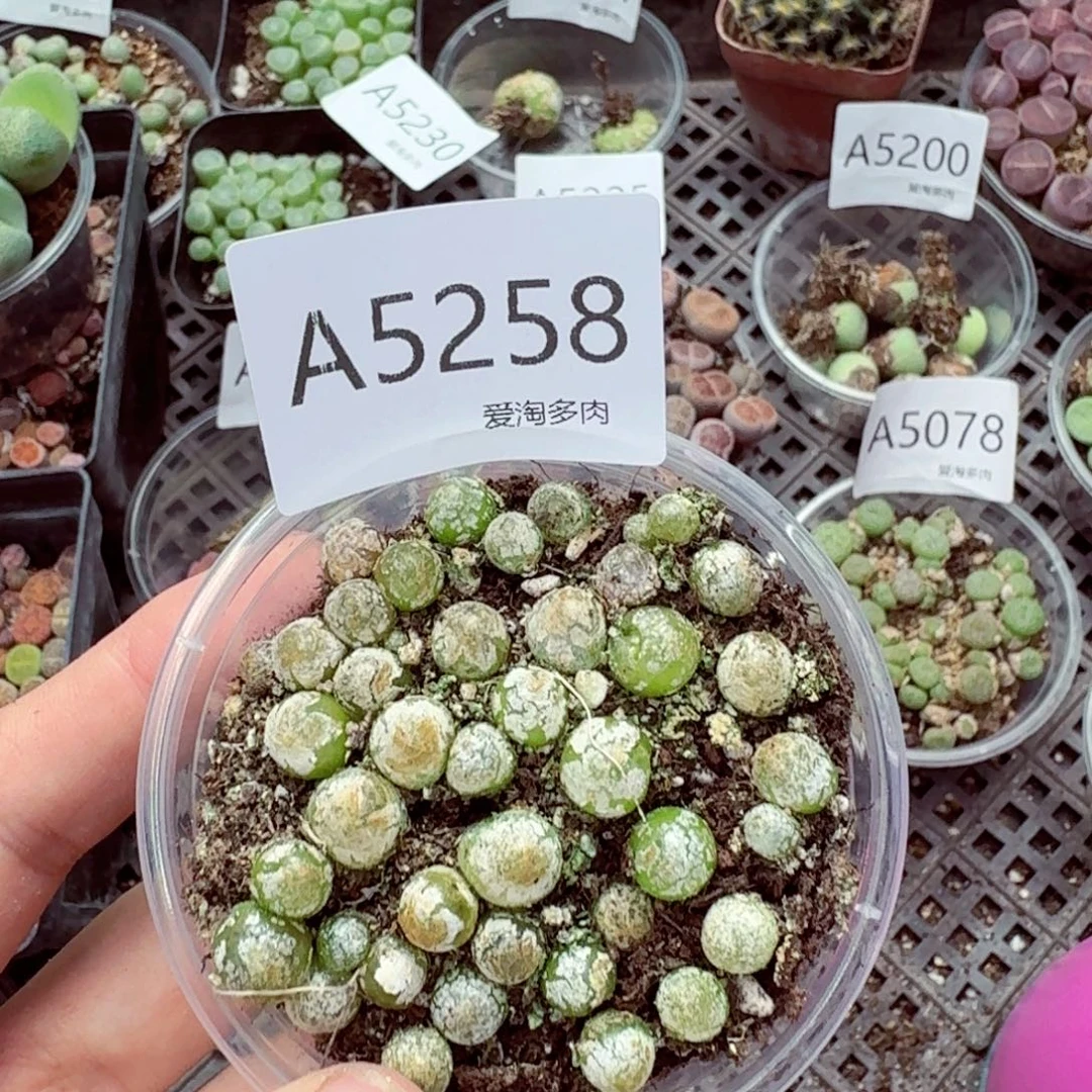 5258—-—生石花 肉锥