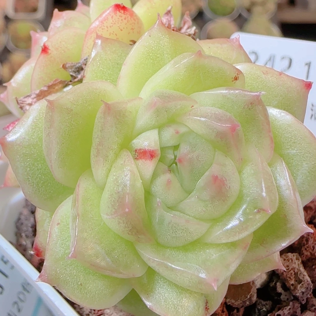 花语逸镜1115-242散