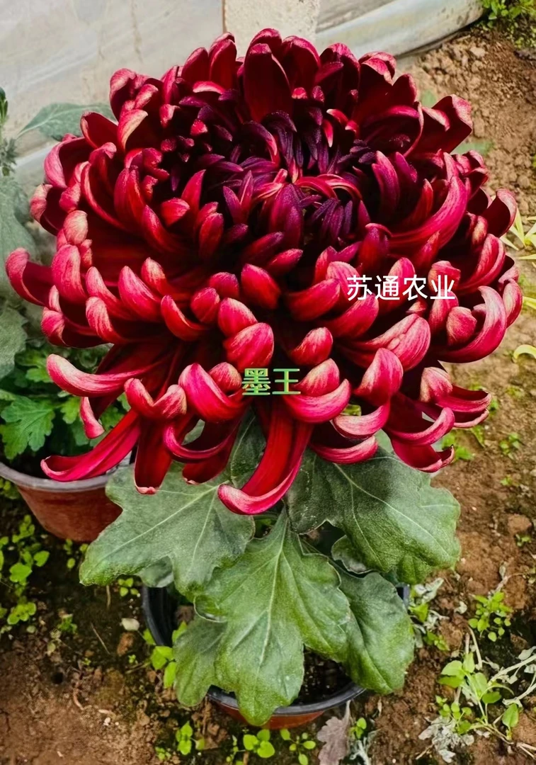墨王菊花苗 盆栽地栽