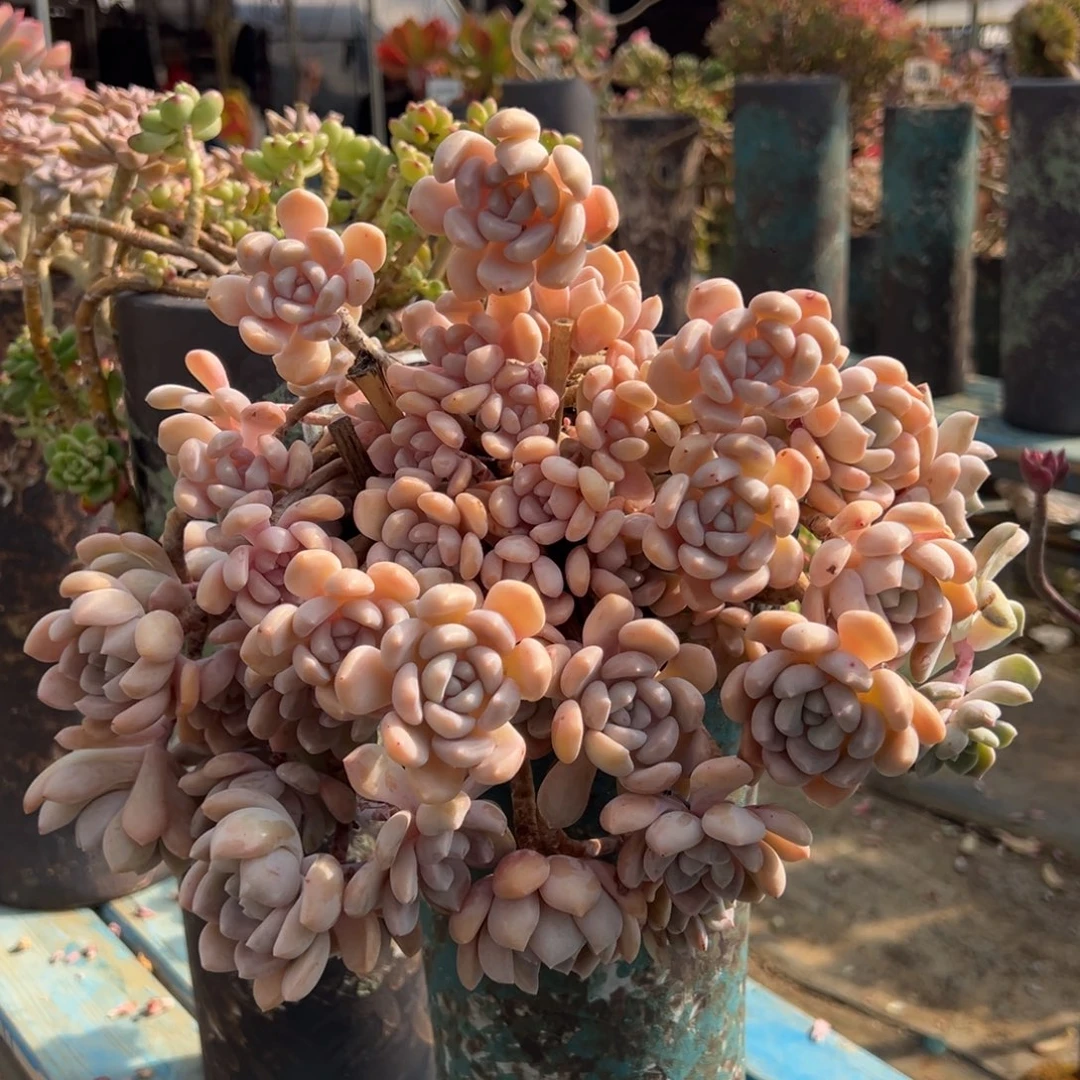 老桩克洛伊裸肉发货轻微掉枝