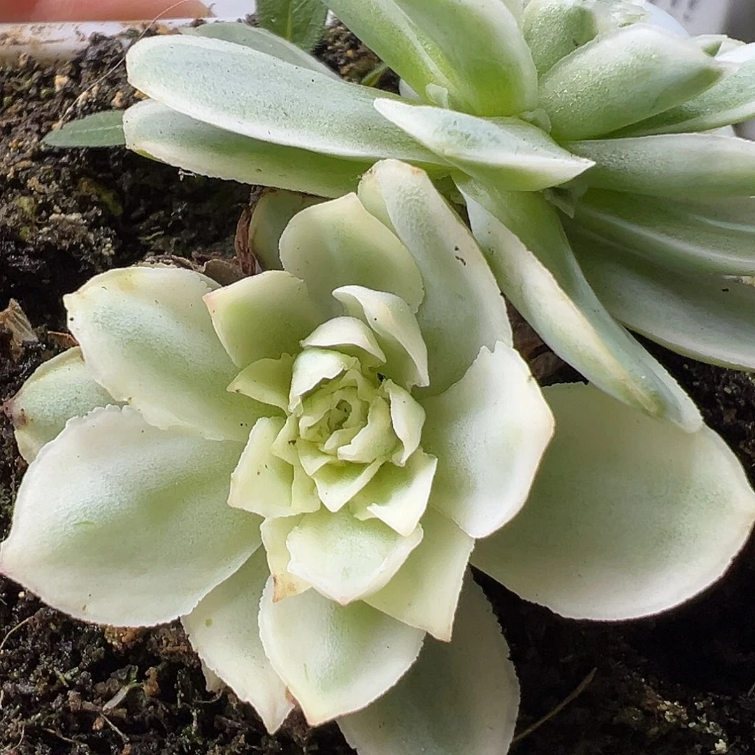 山地玫瑰锦秋夕1048号