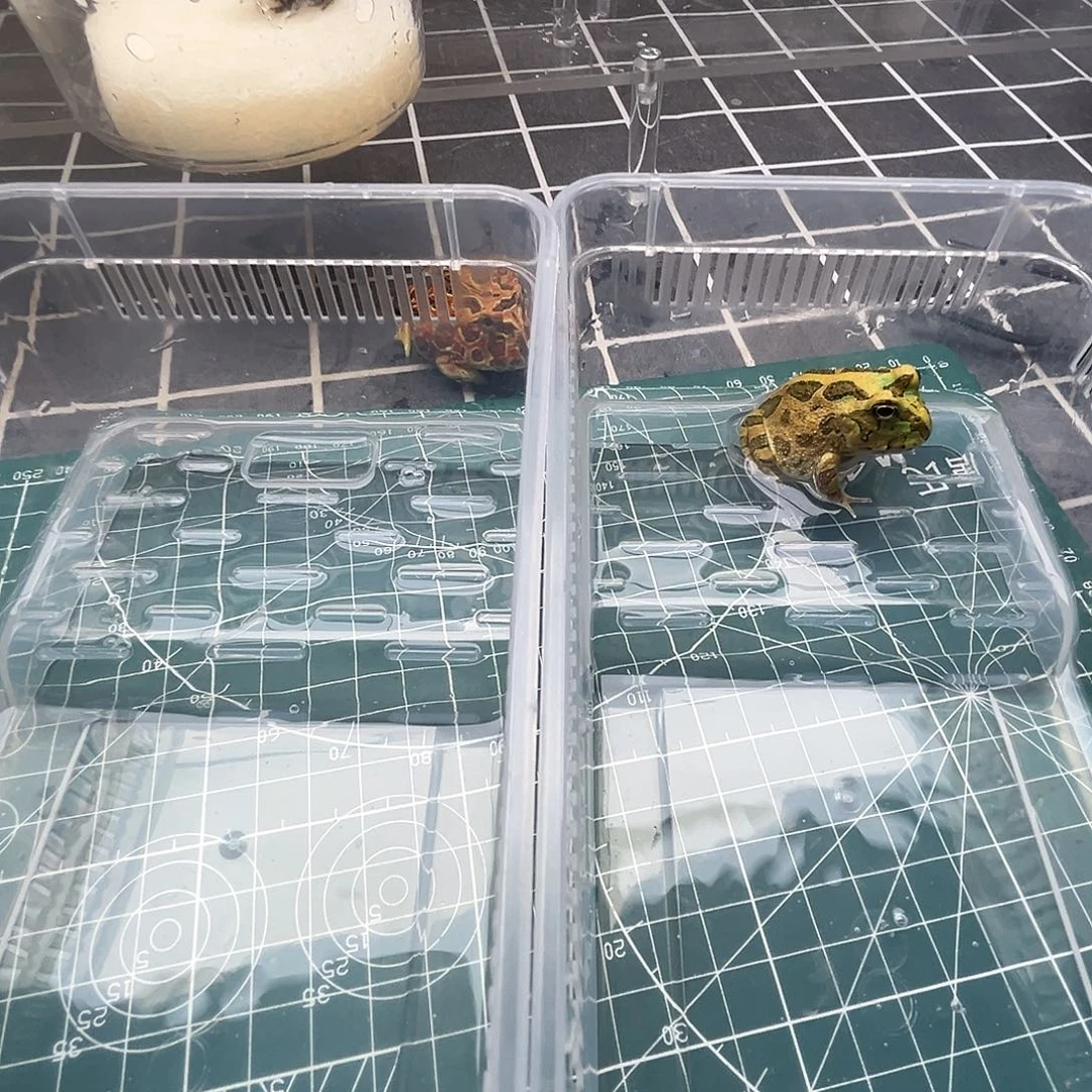 *****角蛙钟角加波密闪拍