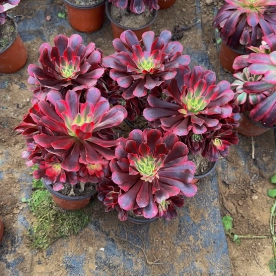 美杜莎3号棚5棵芝芝选19.9