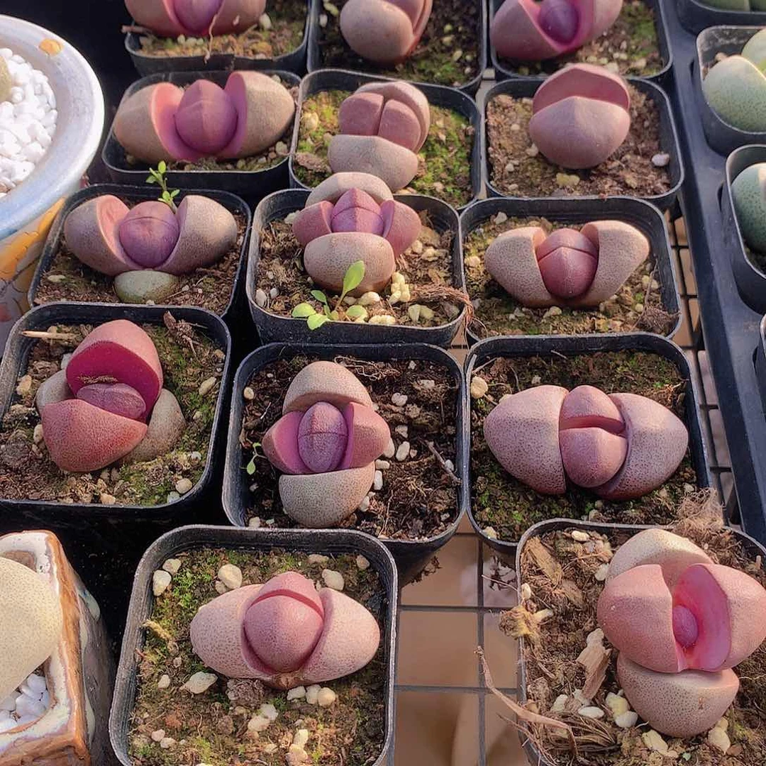 紫元宝23556789999000