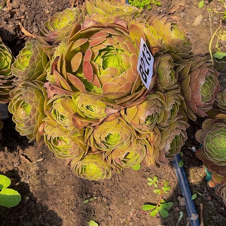雨荷法师32/13包邮