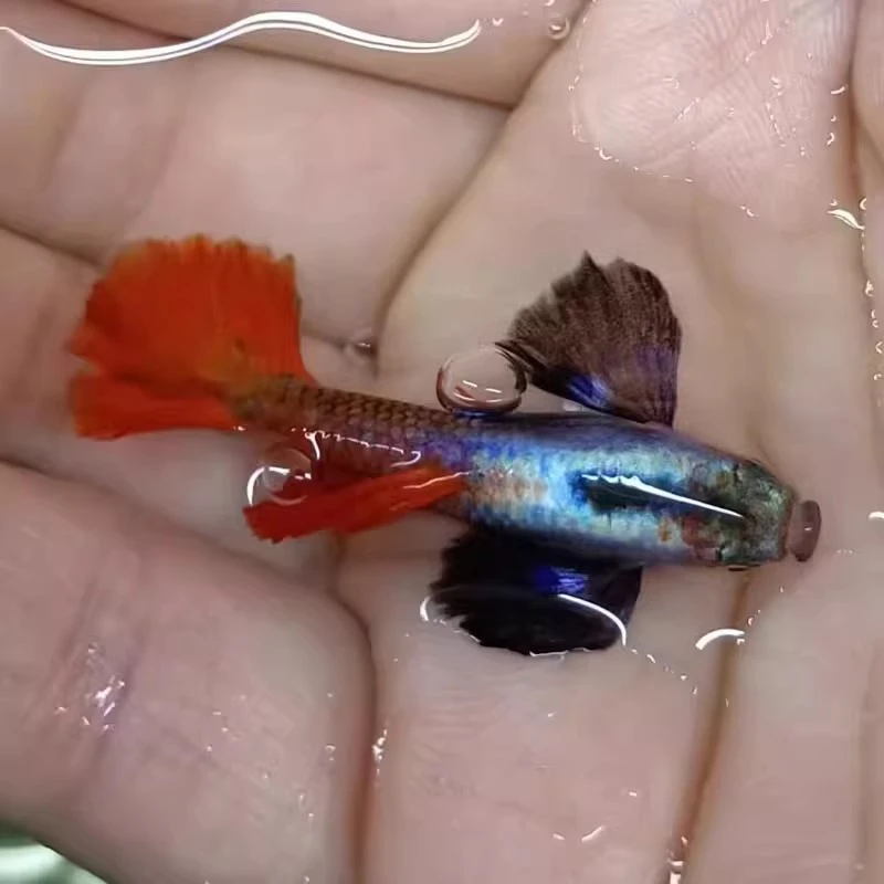 鎏金花蝴蝶孔雀鱼小型热带淡水观赏鱼耐活好养混养