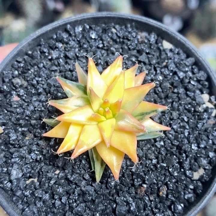 实生帝冠锦134号3.7cm