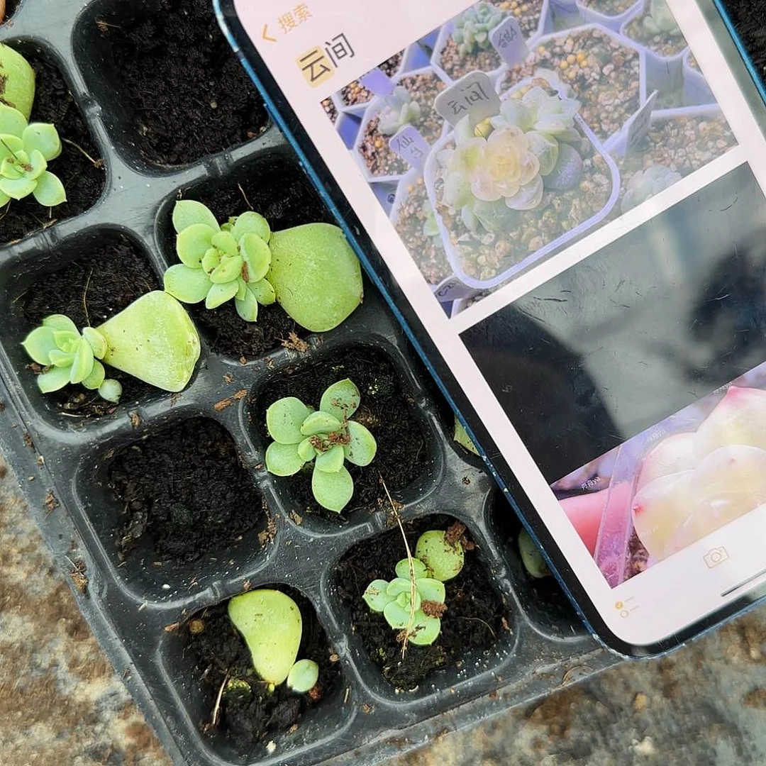 云间中苗穴一个满25包邮