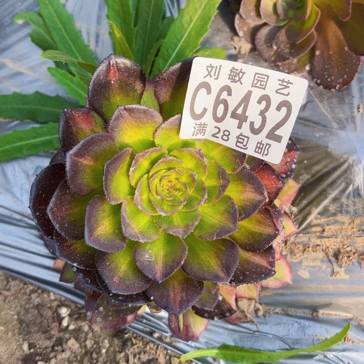 海王7彩多肉植物法师6432