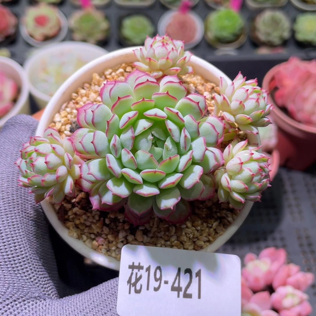 花利美19-421小红船