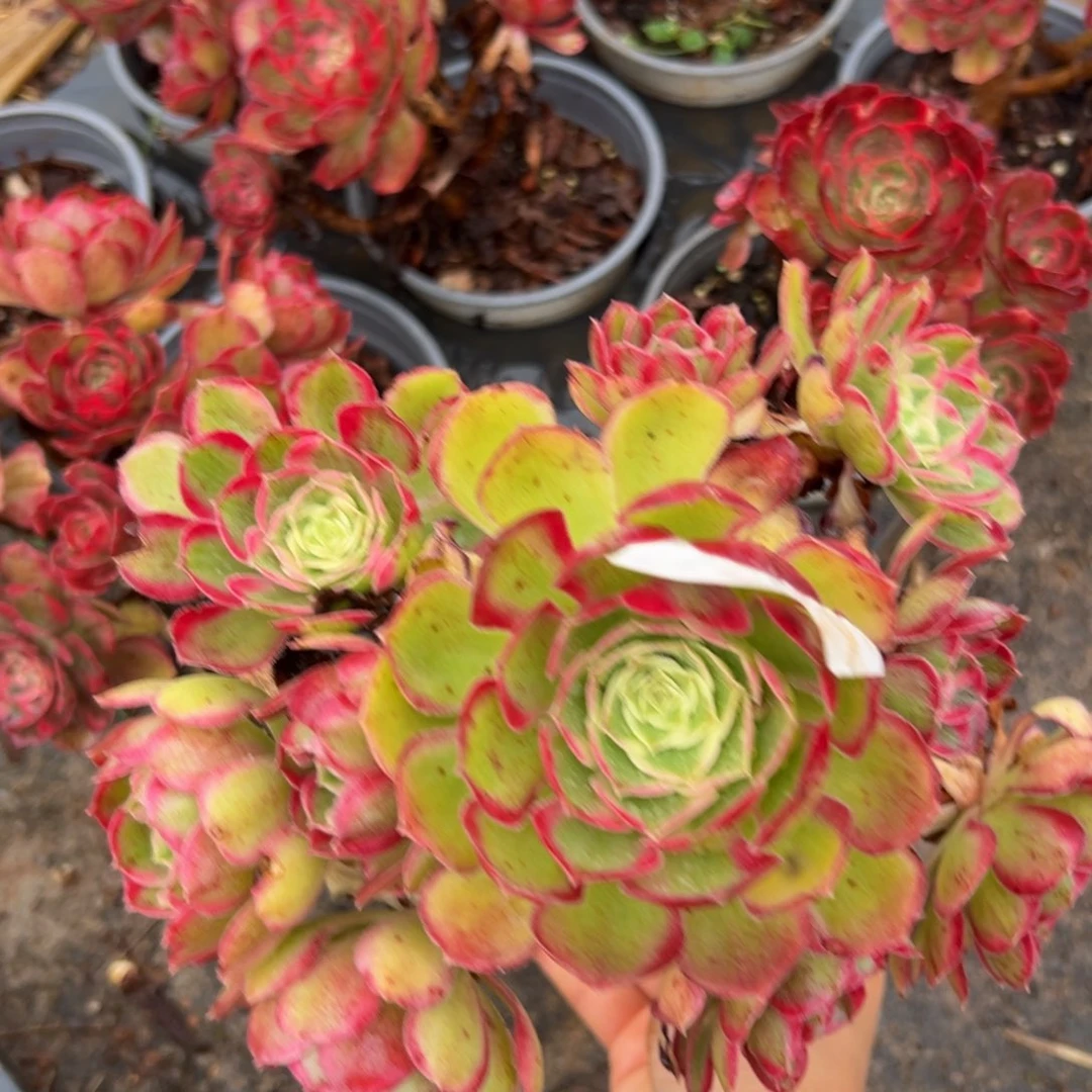 多肉植物997孔雀翎有一个断枝