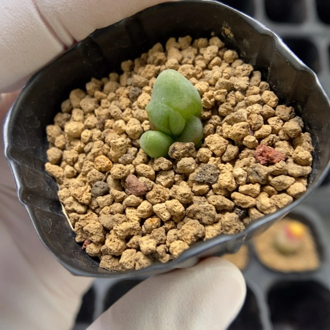 多肉植物肉锥杂交K-4186 将杂缀