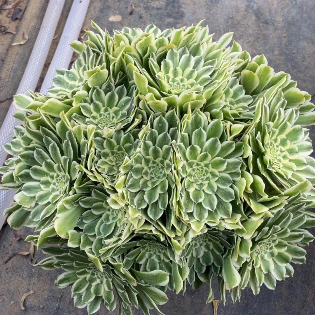 832碧浪绣球精品法师多肉