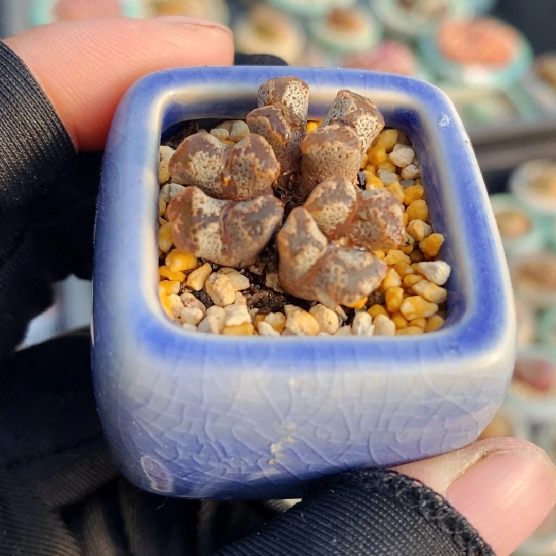 2532-一物一拍 带盆