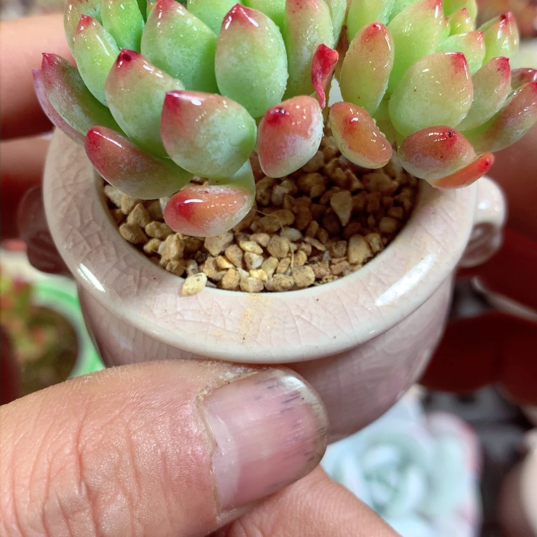 5厘米盆精控多肉3860