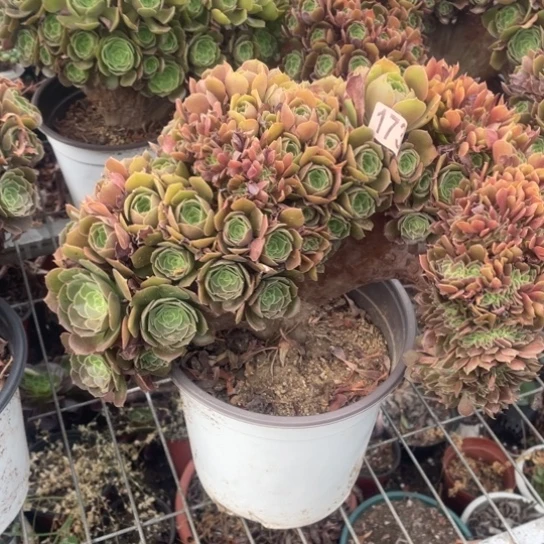 微瑕173玫瑰朵朵缀28厘米左右