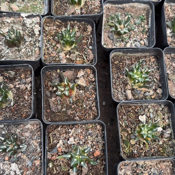 完全开放实生黑牡丹皮实好养