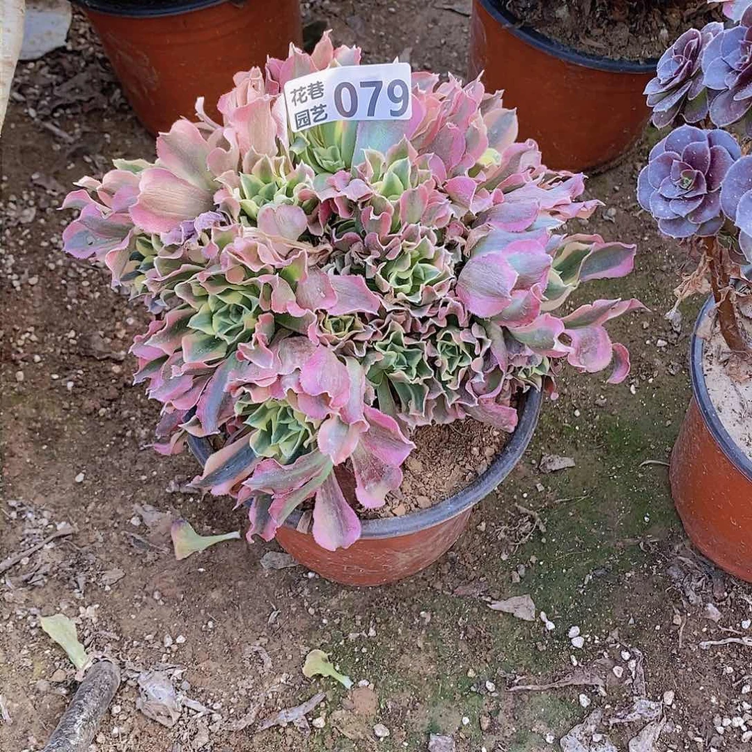 79 号一物一拍多肉植物