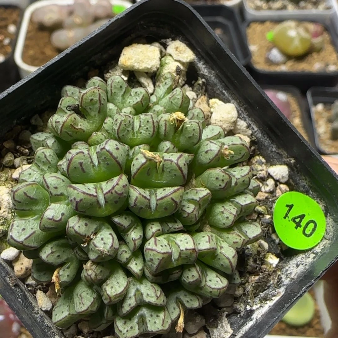 漂漂亮亮多肉植物140