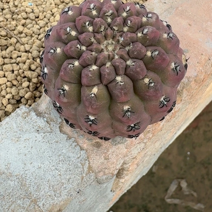 仙人球，绿体豹头，有根