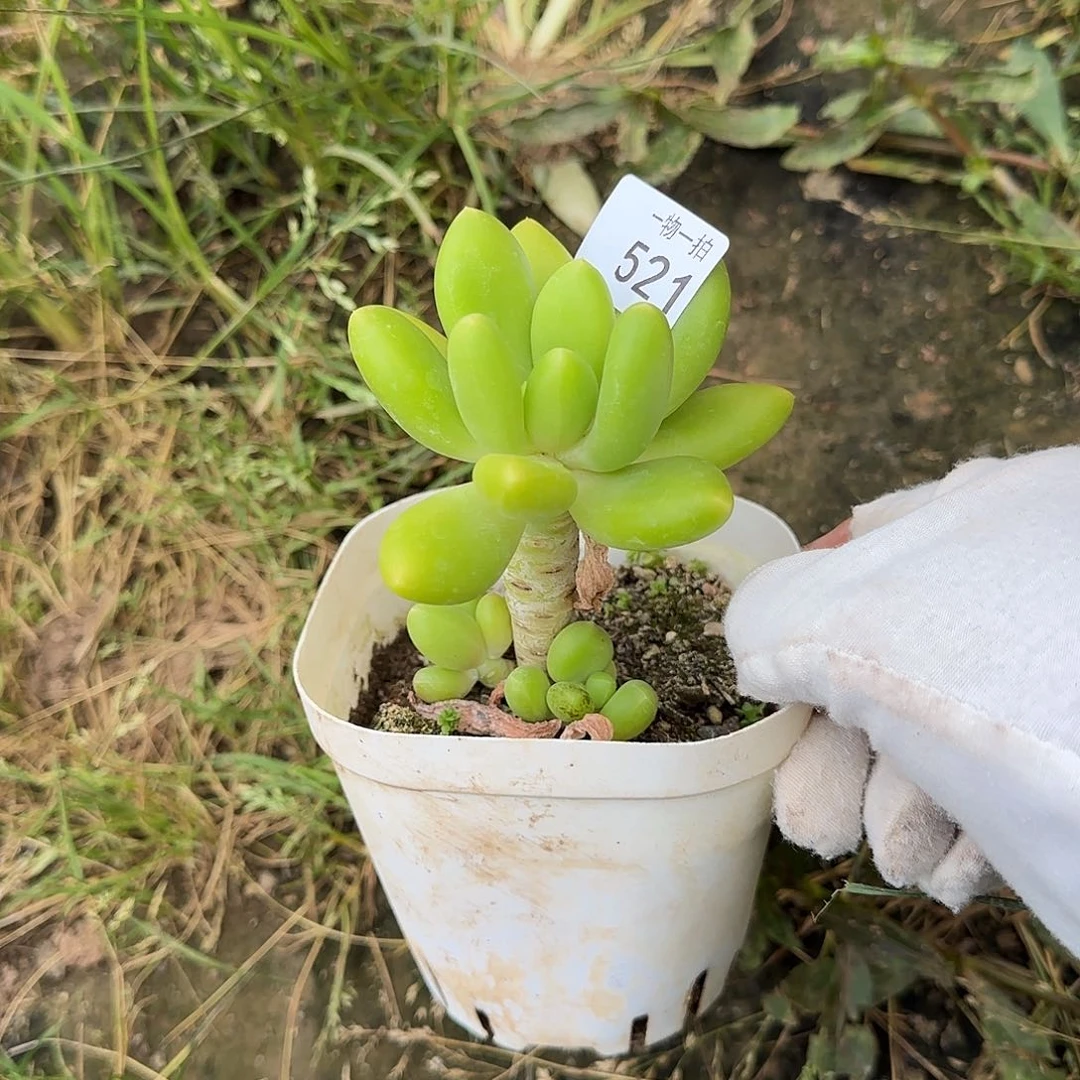 ?****?521号 一物一拍