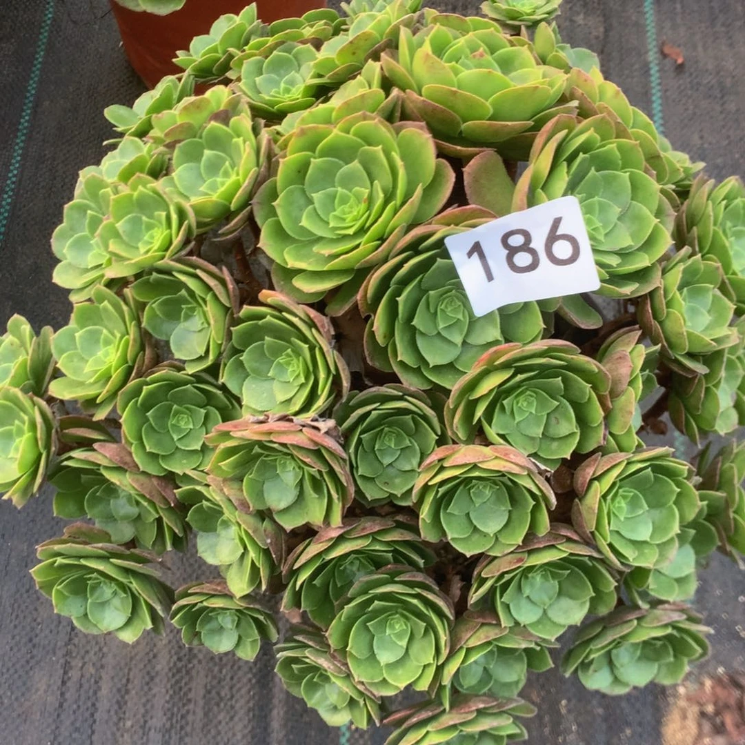 186万圣夜多肉植物