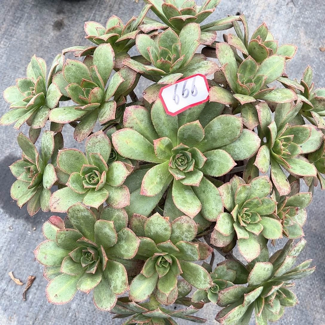 多肉植物666好多破头