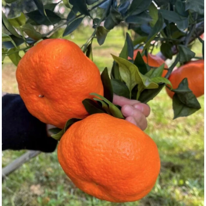 京东快递匠心级精选甘平柑橘皇后大果皮薄肉厚纯甜爆汁5/8斤