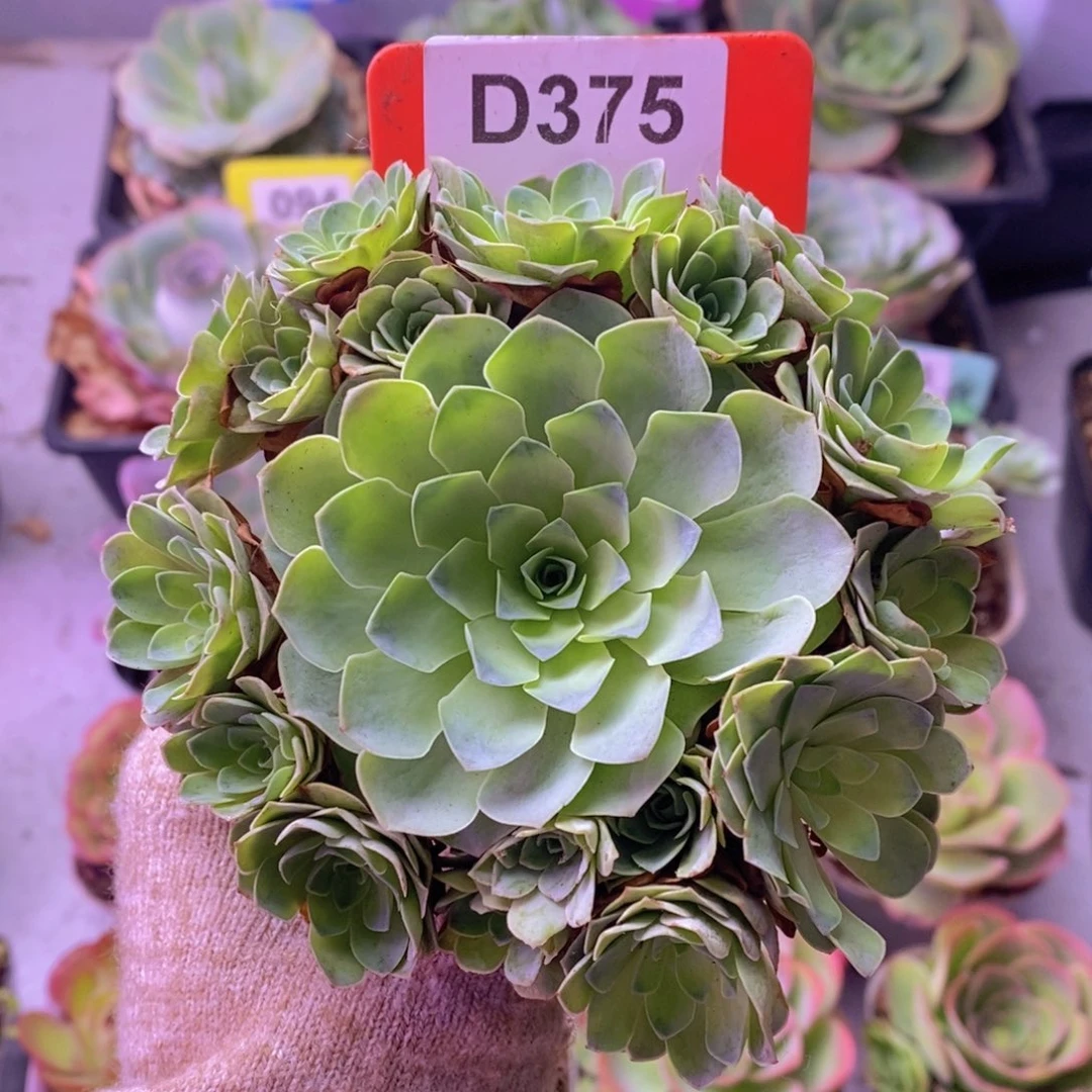 山地玫瑰手捧花D375