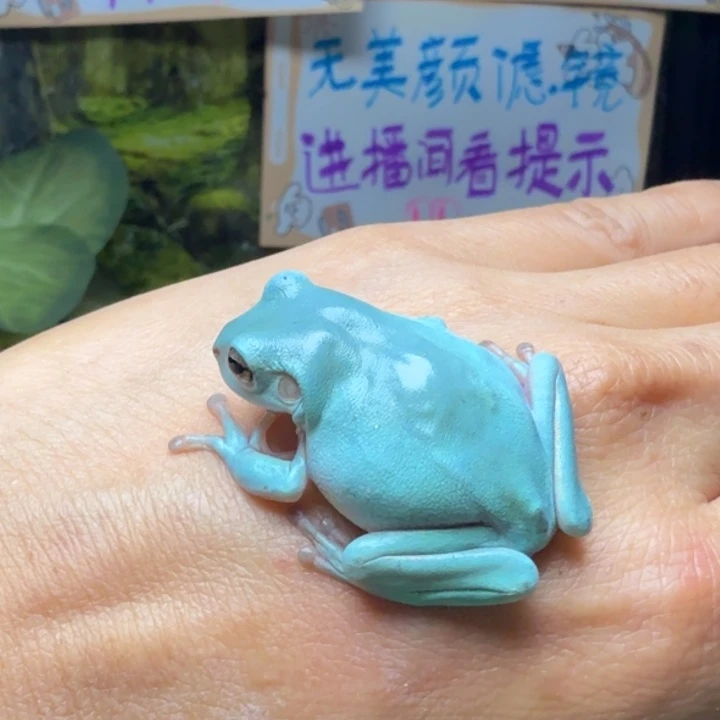 老爷树蛙07 素皮蓝浅色天蓝3.5cm