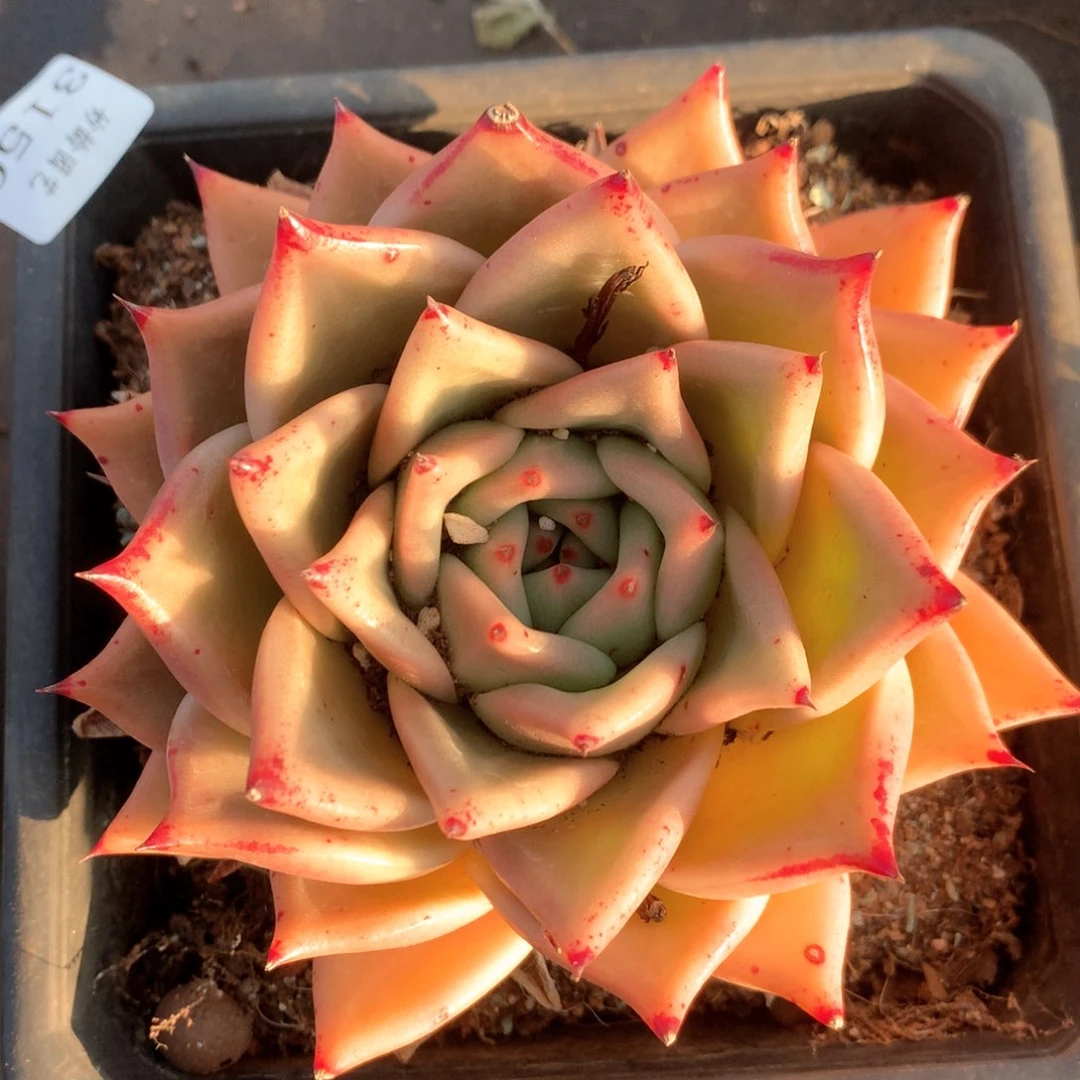 3150杂交多肉植物基地