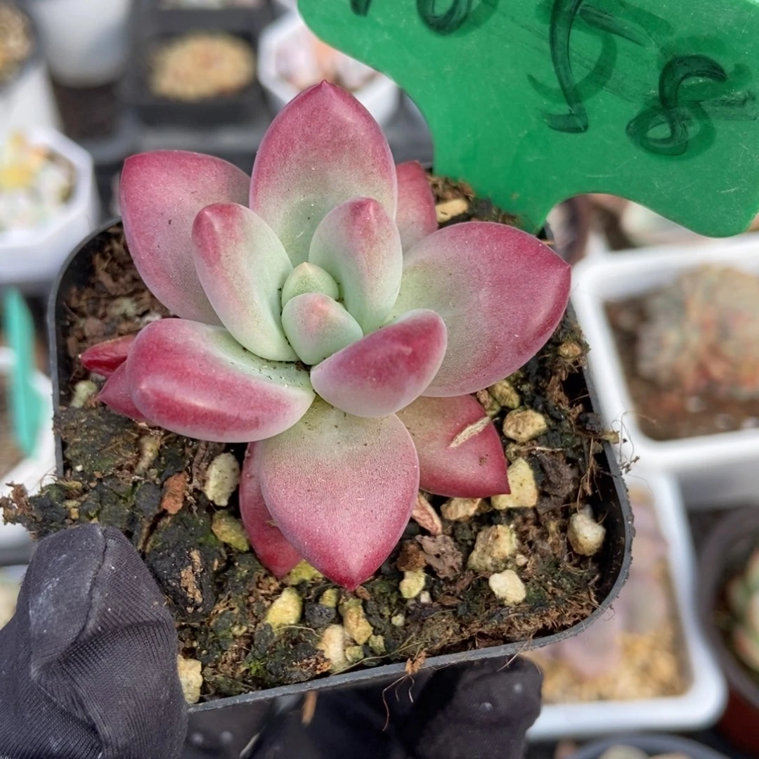 1658赫菲多肉植物保护