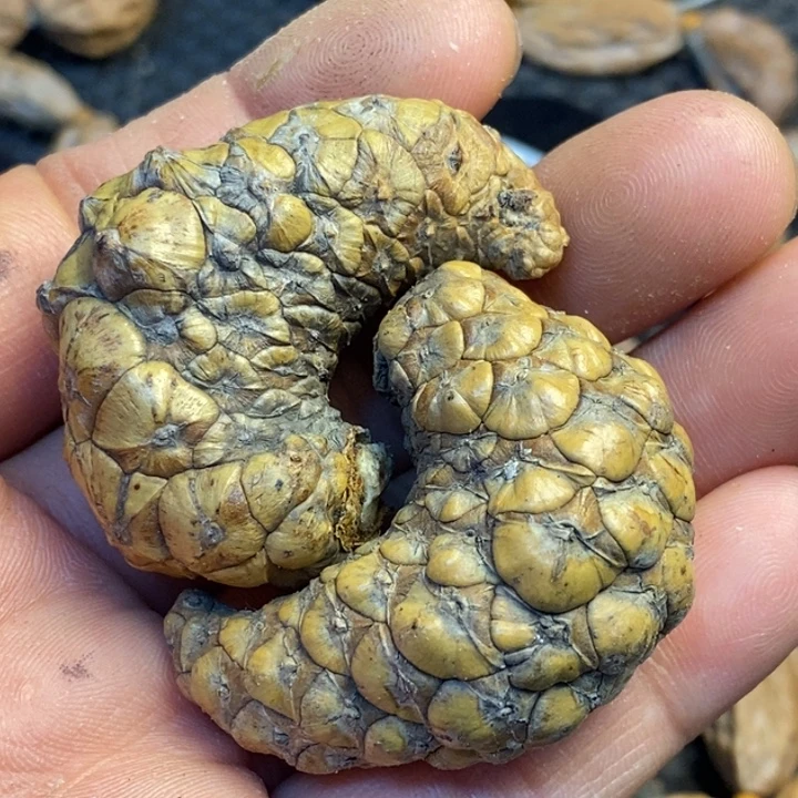 风***头吊坠文玩核桃娜姐48