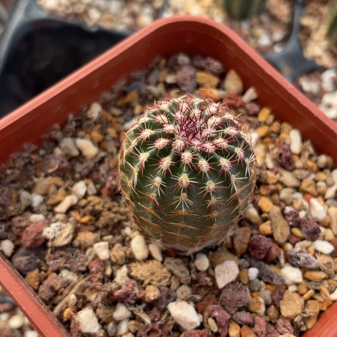 鹿角柱实生仙人球山地青花虾