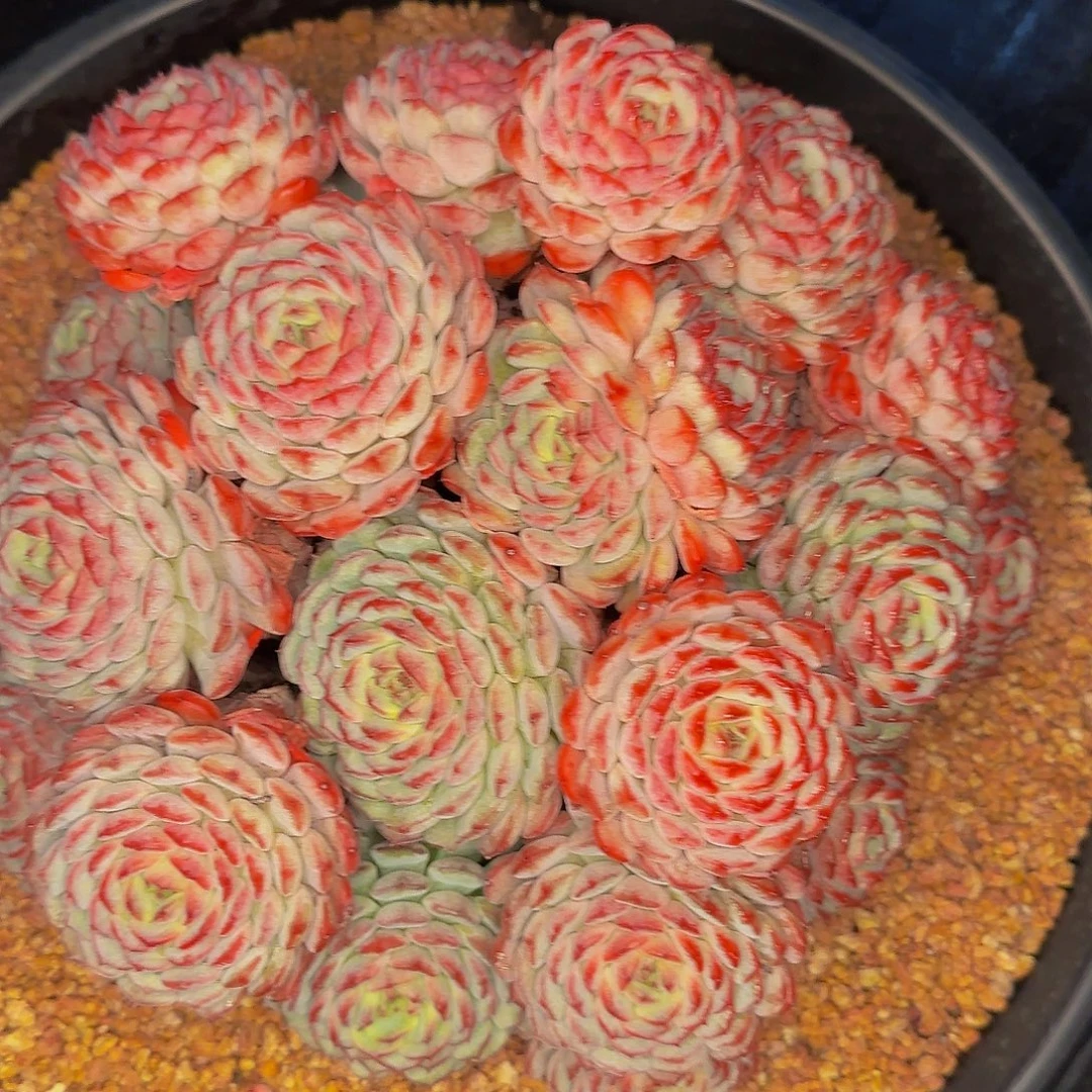 酒***计来记录突突突突突跳健健康康啦