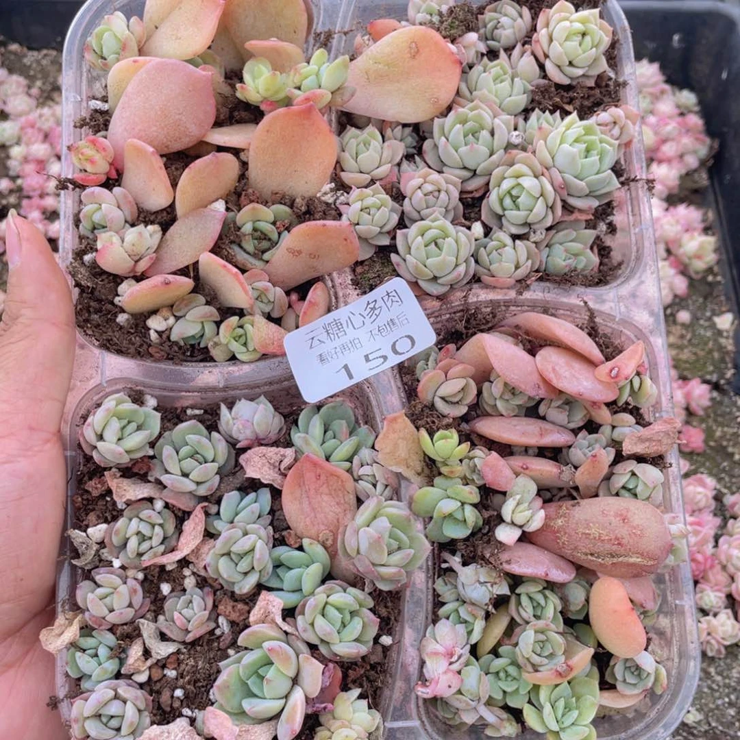 云糖心多肉植物150