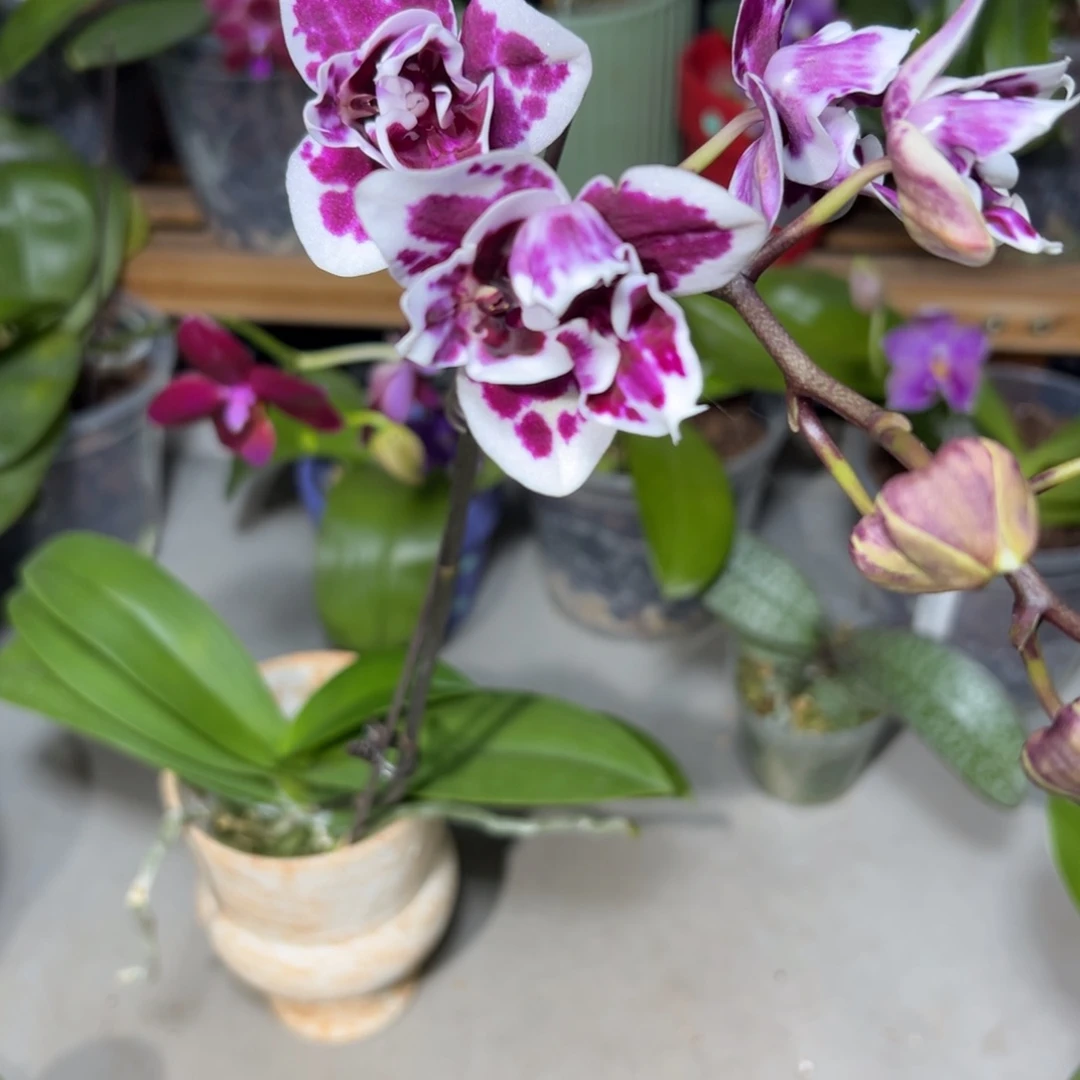 胖****大部分开放少量花苞