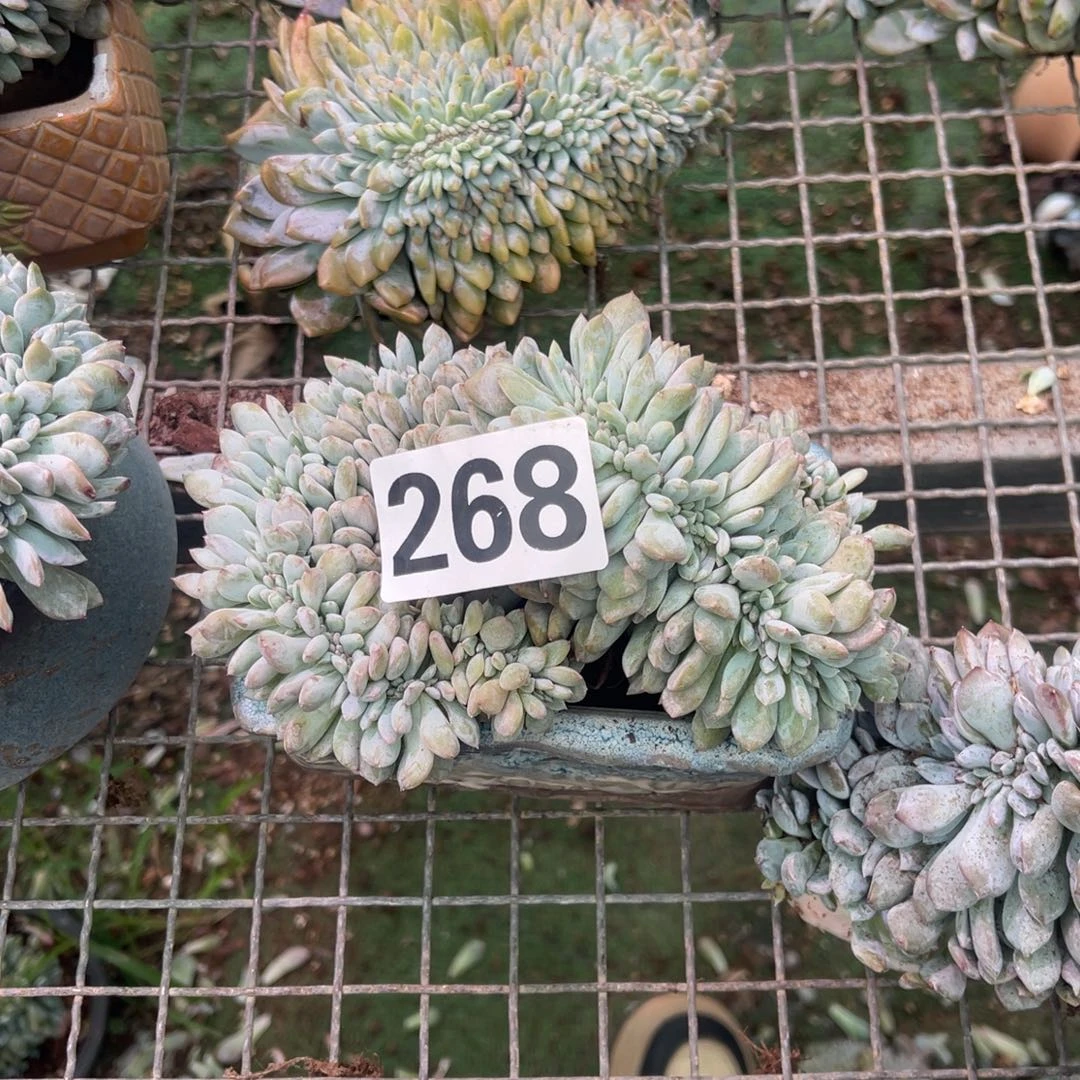 268号8889 0999989