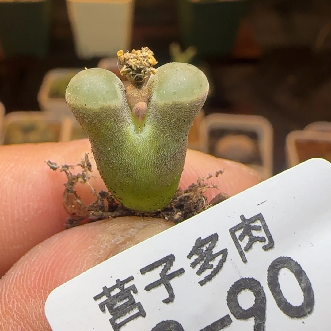 班克磁铁。
