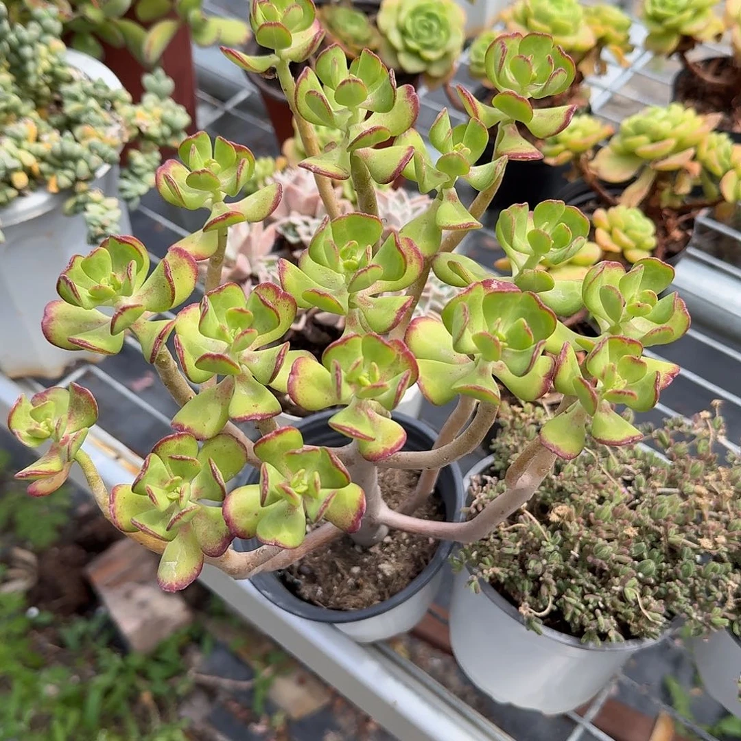 达摩宝珠整群多肉植物