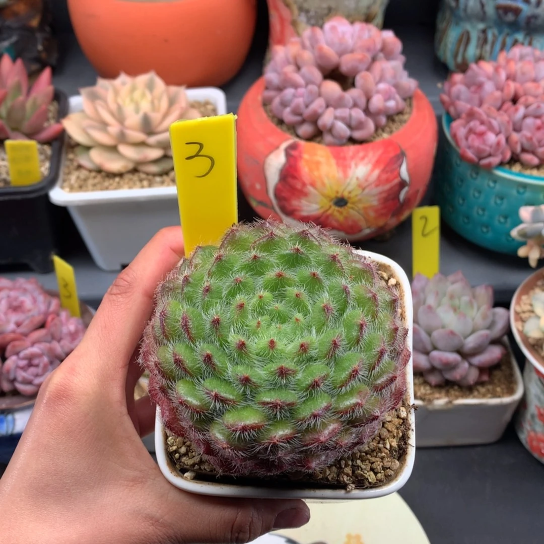 我们家的小姐姐们
