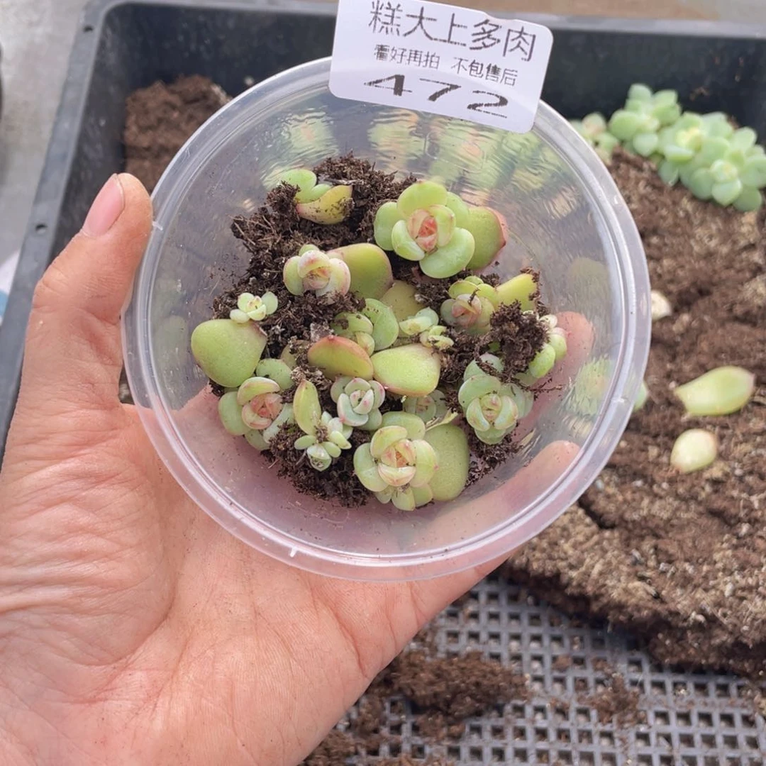 念***✪糕大上多肉植物472