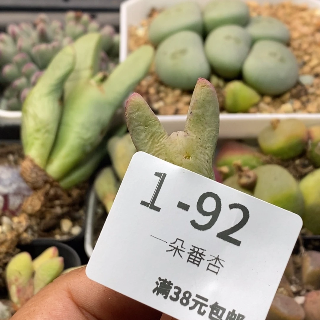 热*5366686966986999999988